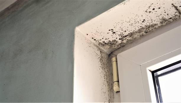 Best Residential Mold Inspection & Testing  in Brenham, TX