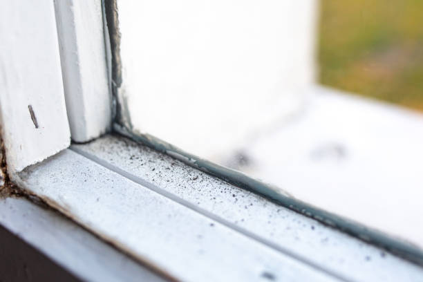 Best Emergency Mold Remediation  in Brenham, TX