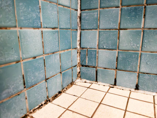 Best Mold Documentation for Insurance Claims  in Brenham, TX