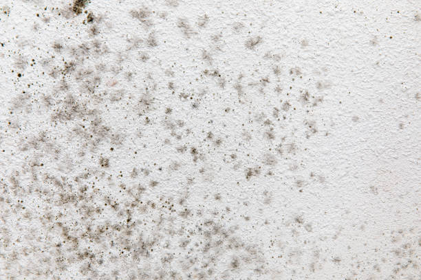  Brenham, TX Mold Removal Pros