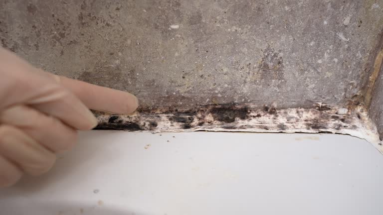 Best Mold Prevention Services  in Brenham, TX